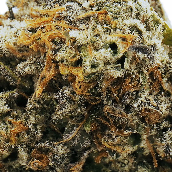 grape kush strain