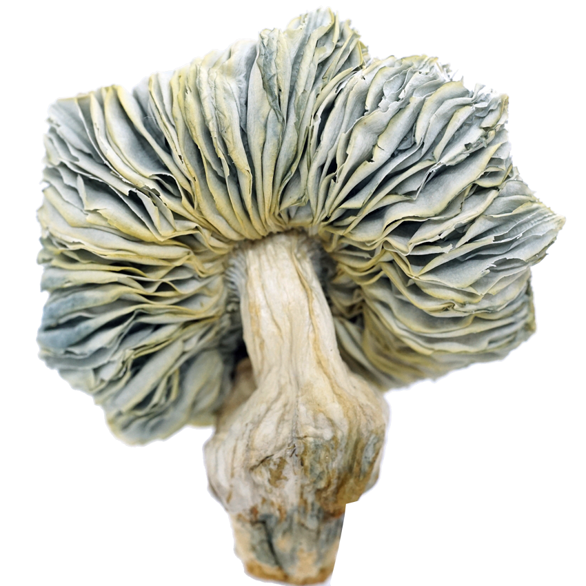 jack frost strain